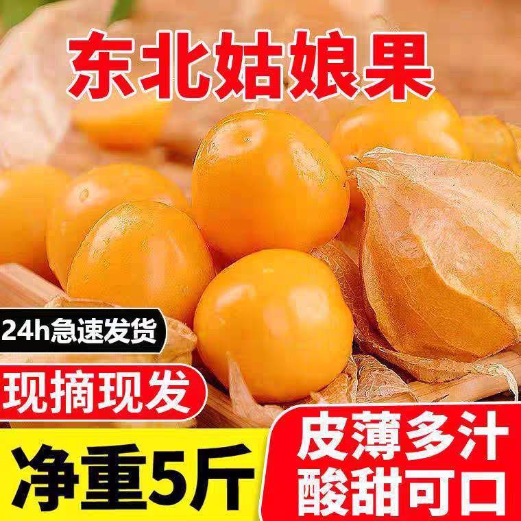 东北姑娘果新鲜当季水果5斤黄菇娘灯笼果大果甜菇娘特产整箱包邮