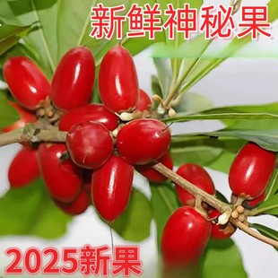 神秘果10粒新鲜水果神奇果变味果应当季酸变甜稀罕见鲜果整箱包邮