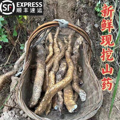 顺丰现挖现发广西纯野生山药新鲜粉糯野山药 老野山薯怀山土淮山