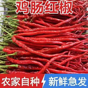 现摘鸡肠子辣椒红椒辣香辣鸡肠椒红线椒自种土辣椒饭店酒店专用