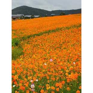 硫华菊花籽冬天室外耐寒花种景观黄秋英庭院阳台盆栽黄波斯菊花卉