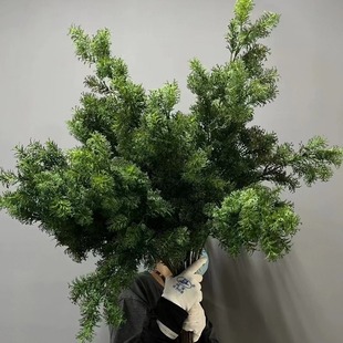 仿真绿植蓬莱松 胖松草婚庆绿植装饰打底白绿色小清新加密大香草