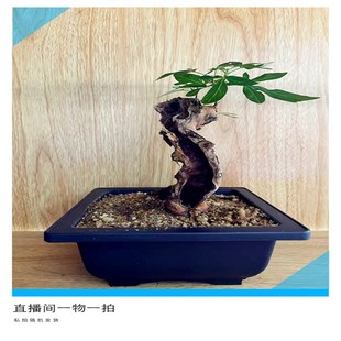 黄荆盆景精品黄荆老桩生桩熟桩碳化舍利盆景可微盆景造型