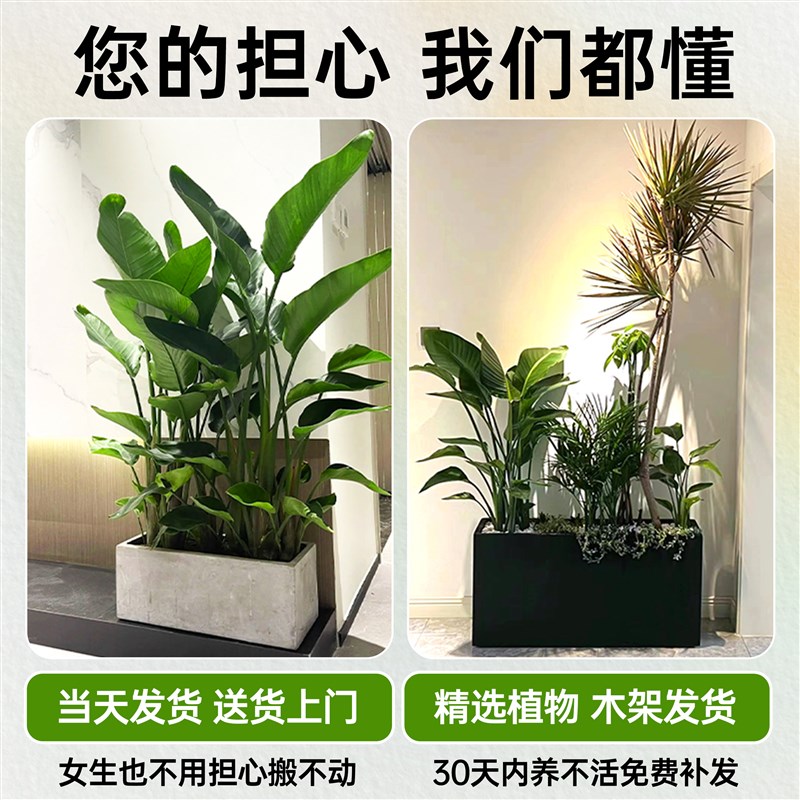 大型绿植成品组合盆栽室内客厅阳台玄关隔断造景橱窗落地大号植物