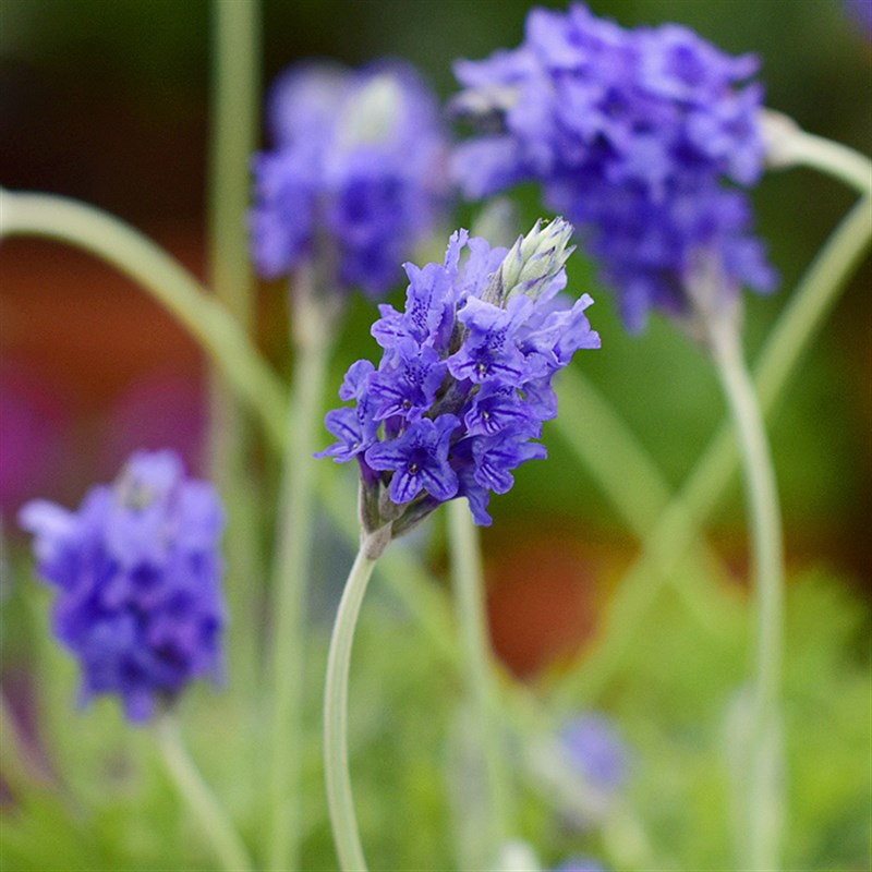 羽叶薰衣草花卉盆栽  室内阳台庭院观花植物 园艺绿植花期长好养