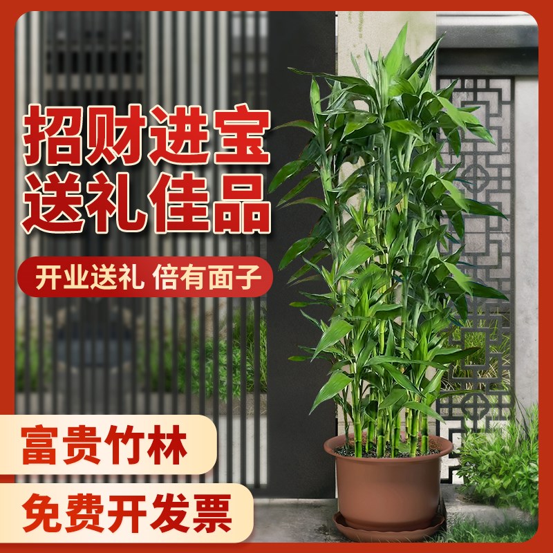 富贵竹植物客厅招财土培大盆栽节节高粗杆带根植物绿竹室内好养活