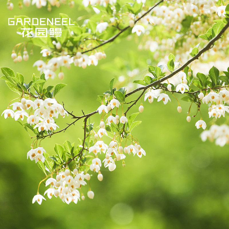 野茉莉tyrx安息香花园芳香花树盆栽苗多年生庭院小乔木别墅绿植