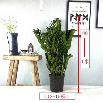 金钱树盆栽钱串子大棵耐旱植物室内客厅办公室绿植净化空气招财树