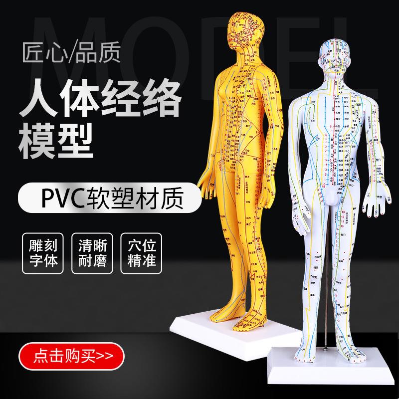 针灸人体模型人体穴位模型针灸高清经络养生男女可扎针全身