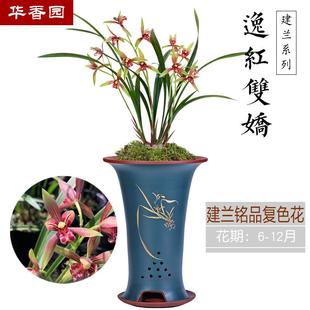 华香园兰花 【逸红双娇 】小国魂逸虹双娇四季建兰浓幽香花卉绿植