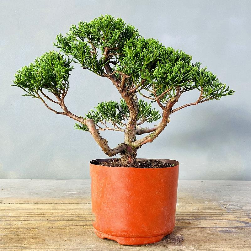 一物一拍日本济州真柏小品盆景纪州高档盆栽办公阳台室内茶台摆件