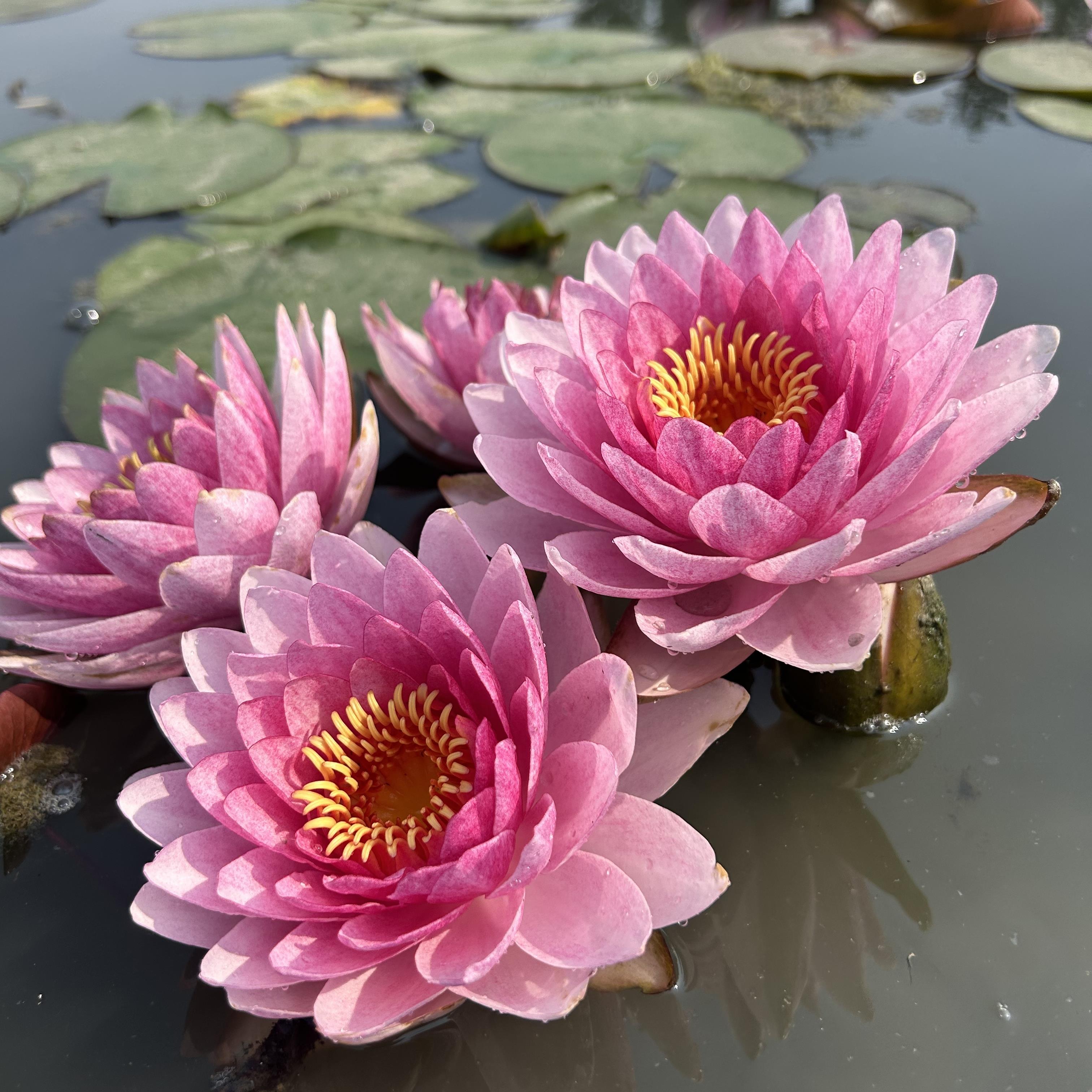 【纳塔蒙】精品耐寒粉色重瓣睡莲大花庭院别墅盆栽水生花卉植物