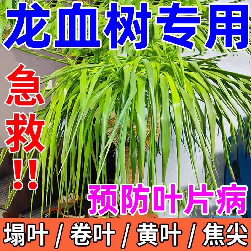 龙血树专用肥料营养液龙须树怎么养护技巧黄卷叶焦尖烂根耷拉塌叶,鲜花速递/花卉仿真/绿植园艺,家庭园艺肥料,淘宝优惠券,粉丝福利购,淘宝优惠卷