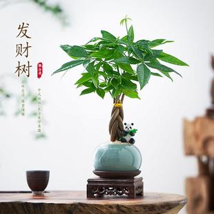 发财树盆栽室内办公桌绿植盆栽桌面摆件好养办公室花卉小盆景礼物