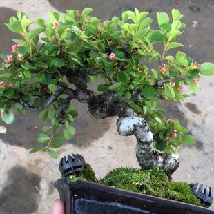 荀子盆景造型独特四季开花结果植物红花耐寒露天室内阳台熟桩绿植