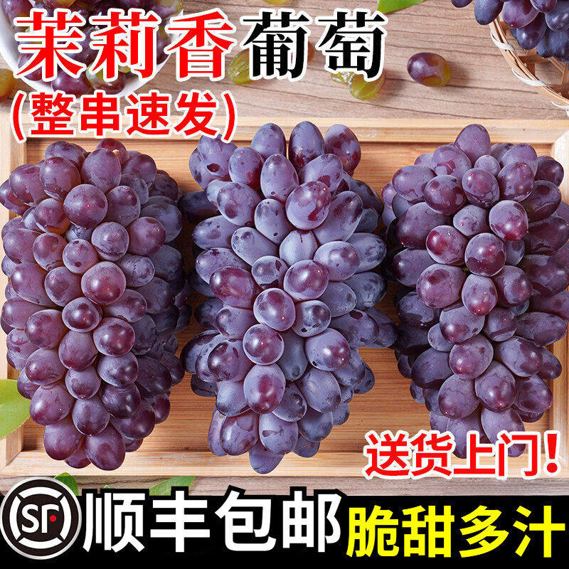 顺丰 现货茉莉花香葡萄新鲜当季无籽提子郁金香玫瑰香甜新鲜水果