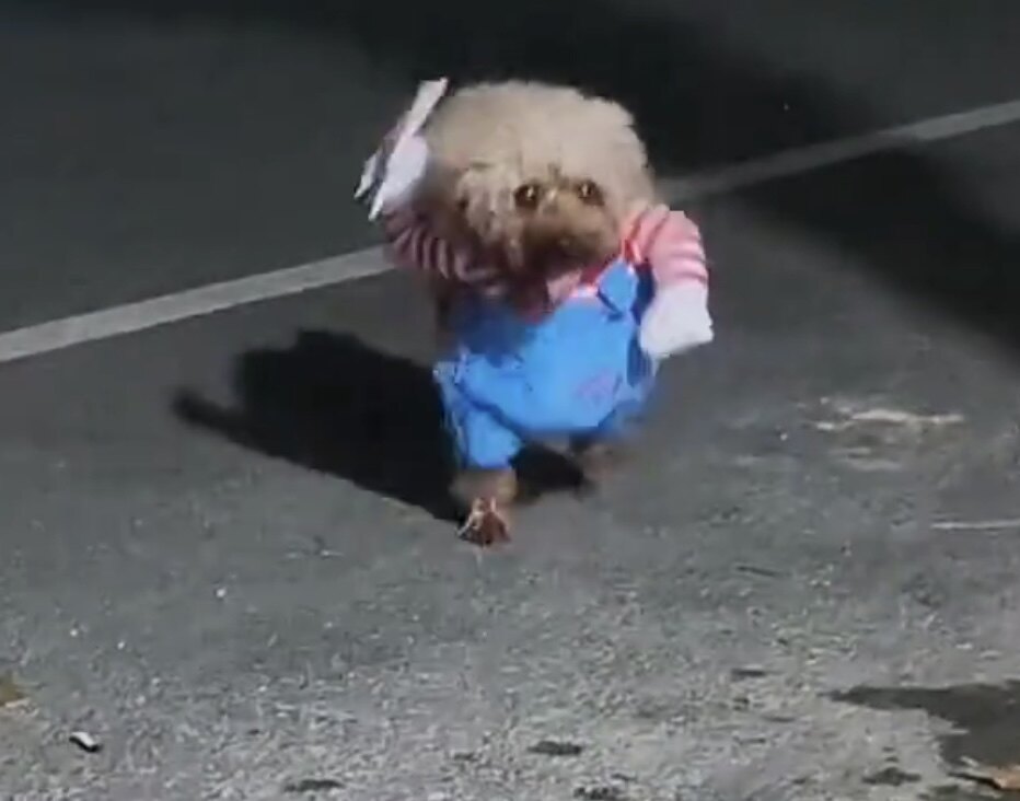 宠物狗狗网红衣服搞笑搞怪变身装柴犬柯基小型犬泰迪抖音恶搞服装