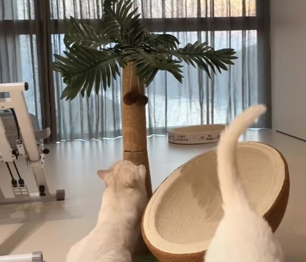 椰子树猫抓板蛋壳猫窝一体耐磨不易掉屑猫咪磨爪四季通用