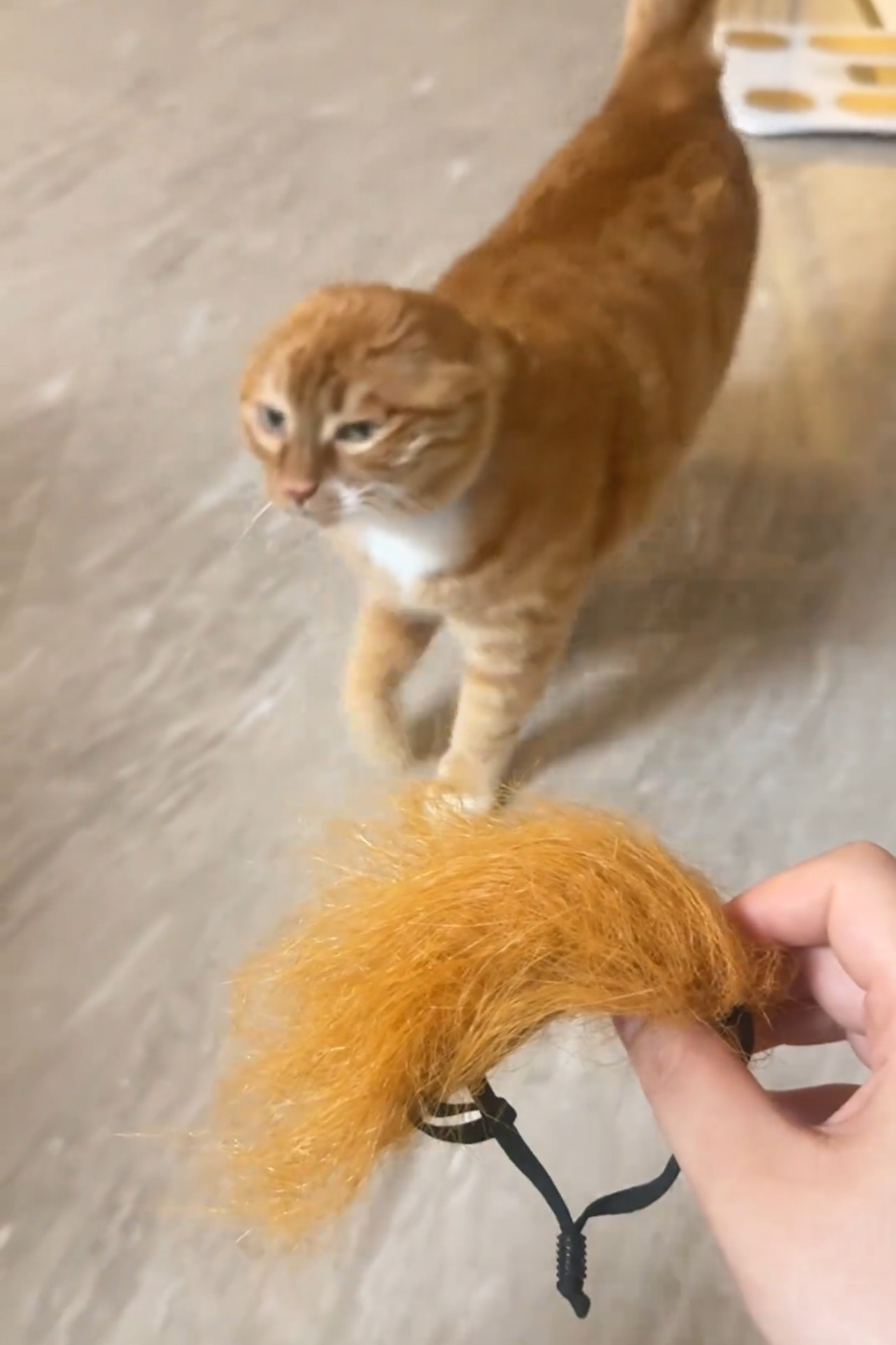 宠物假发套猫咪个性丑萌黄毛假发头饰杀马特风格非主流cos装饰