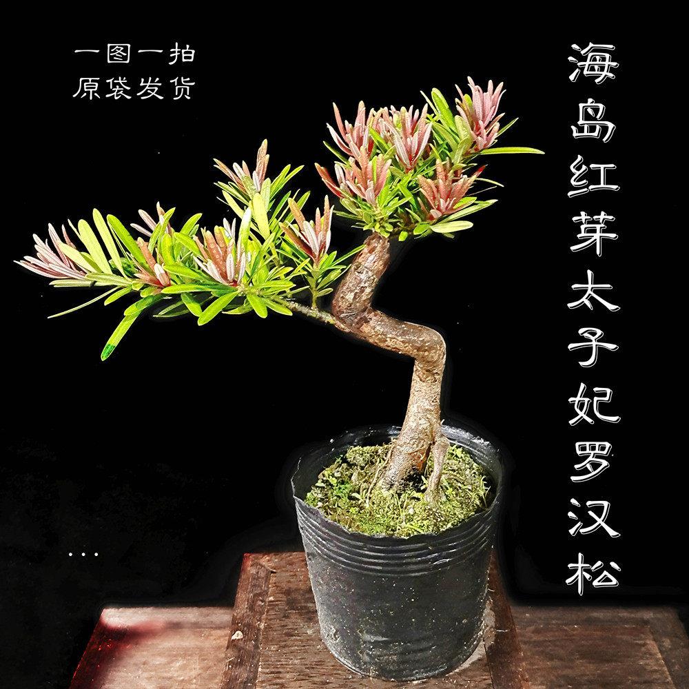 新品海岛红芽太子妃罗汉松盆景素材四季盆栽植物净化空气庭院阳台