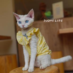 德文猫无毛猫阿比衣服夏季 吊带裙 小清新风纯棉透气宽松舒适荷叶袖