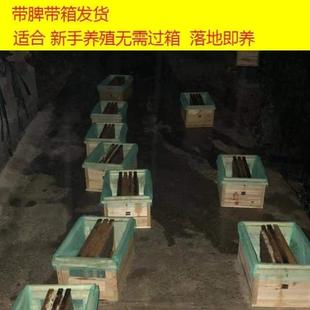 包邮 蜂蜜蜂笼蜂土带子活群 双色蜂群带中蜂蜂群蜂群王带箱脾群出售