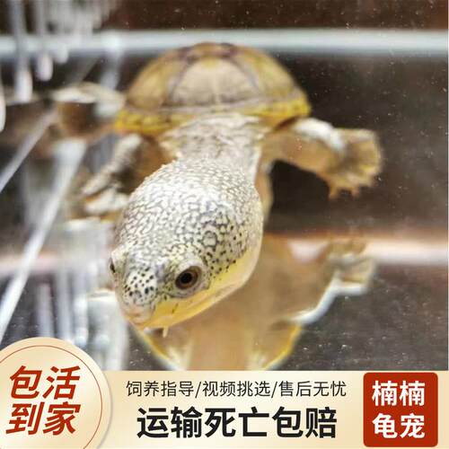 窄桥蛋龟麝香红面热带龟剃刀萨尔文深水宠物龟鱼缸观赏小乌龟活物