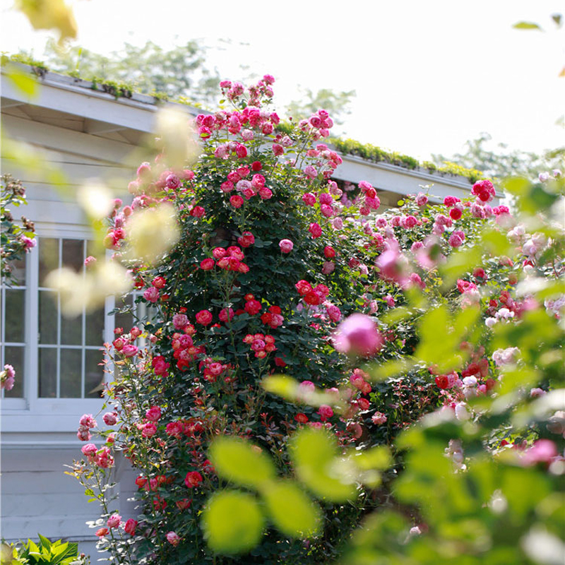 海蒂的花园 藤本浪漫宝贝爬藤长势快耐热花柱花墙月季花卉盆栽苗