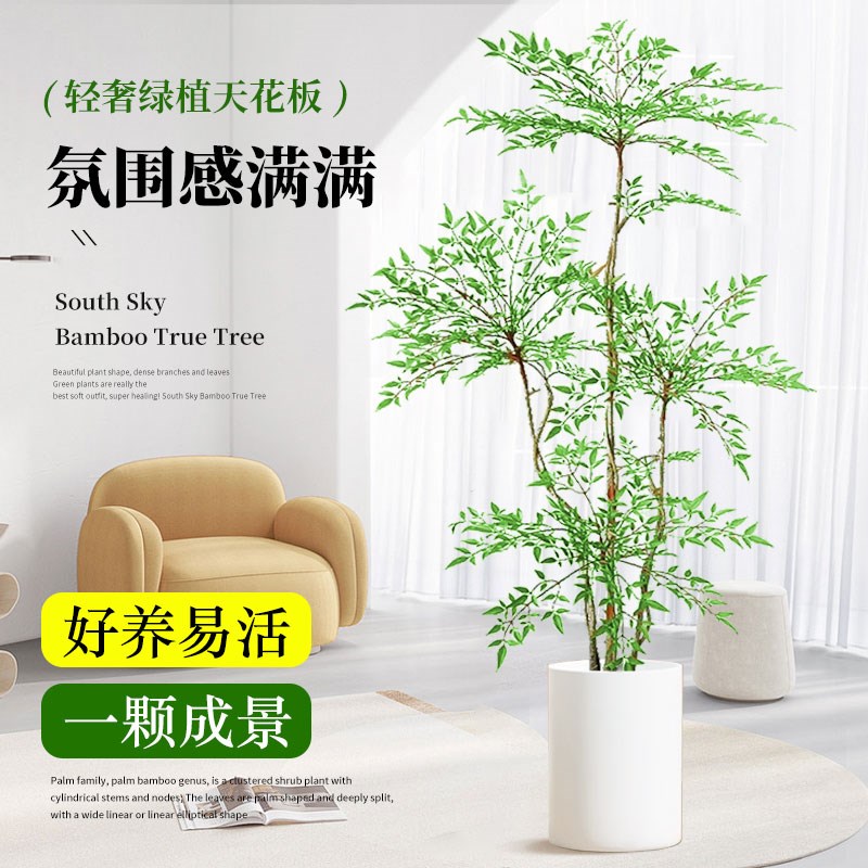造型南天竹真树盆栽客厅大型绿植物办公室内火焰老桩好养四季常青