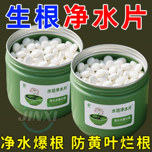 水培植物净水片鲜花花卉保鲜剂不臭水碗莲专用杀菌消毒片净化水质