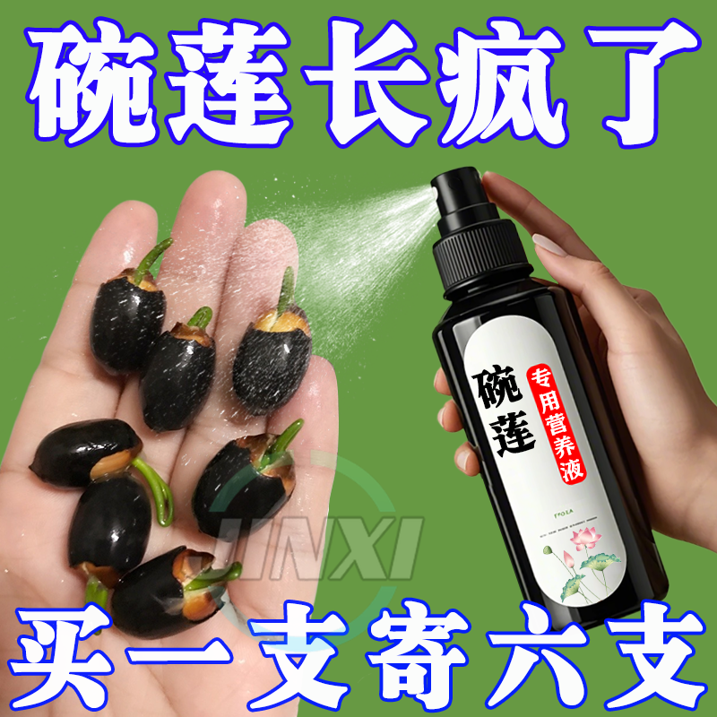 睡莲碗莲营养液种子发芽生根开花