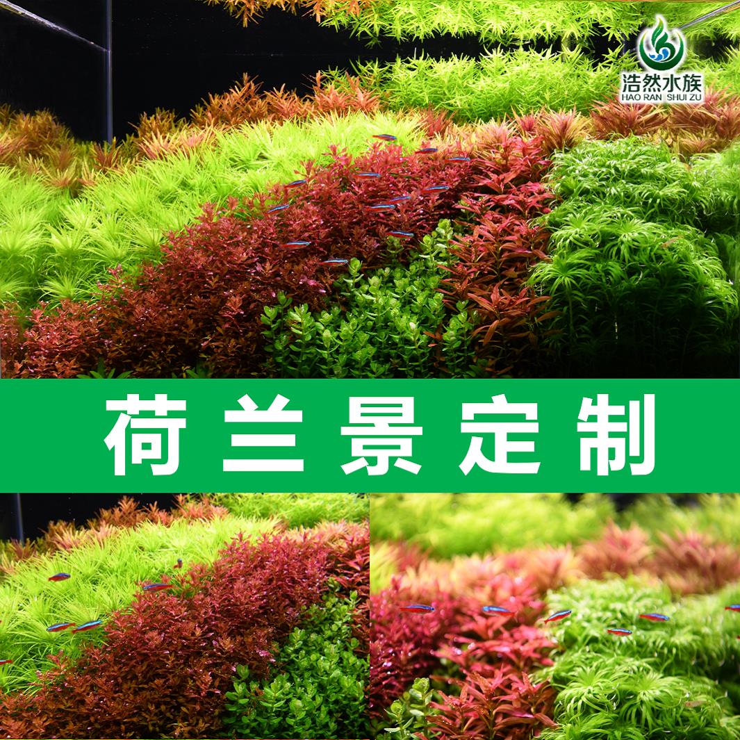 荷兰景套餐打头水草套餐草缸造景水下叶懒人水草宫廷趴地浩然水族