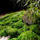 永生真苔藓彷真青苔植毛人造草皮造景假绿植绿色草坪装 饰植物景观