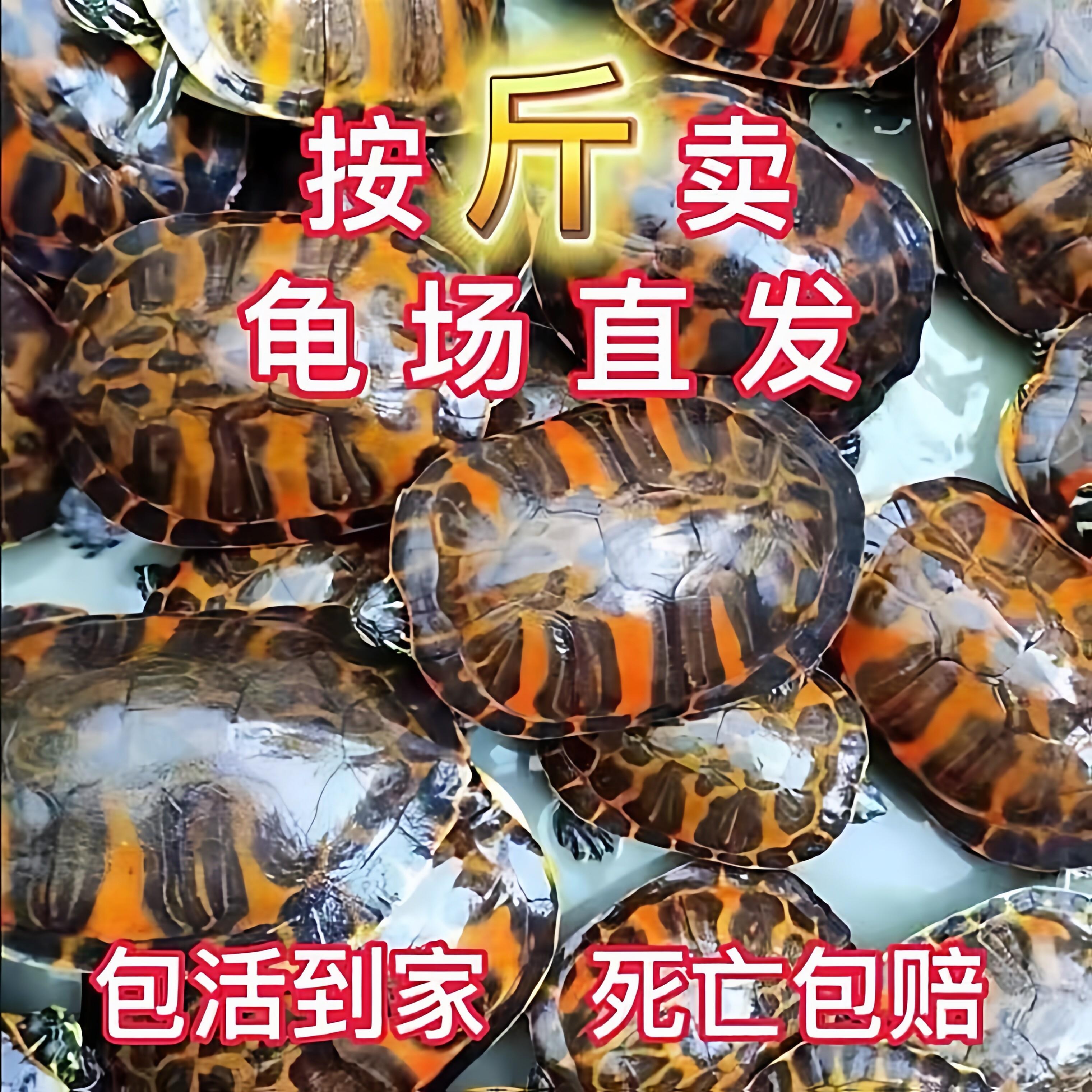 宽纹火焰龟深水宠物龟网红龟活体观赏龟招财吃素龟进口火焰大种龟