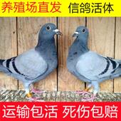 鸽子活体信鸽家养鸽子活物白羽王鸽青年鸽银王钟 钟鸽赛鸽成年鸽