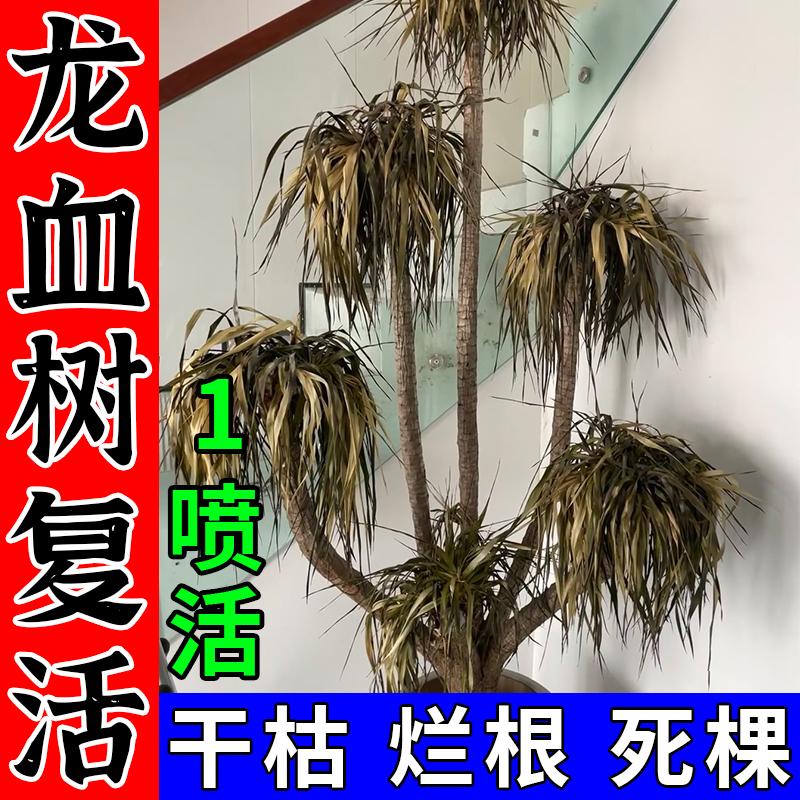 龙须树一喷活死棵烂根当天活