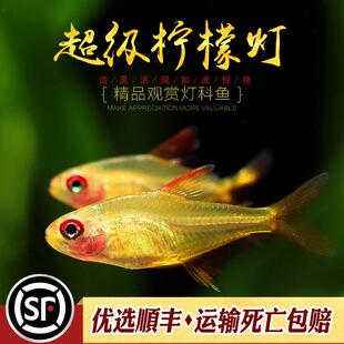 超级柠檬灯鱼南美中高端灯科鱼热带鱼淡水观赏鱼甜心黄翅柠檬活体