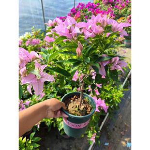 新加坡宫粉三角梅