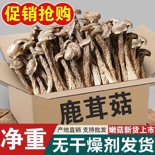 【新货】鹿茸菇干货无熏硫新鲜整根鹿茸菌鹿耳菇煲汤批发古田食材