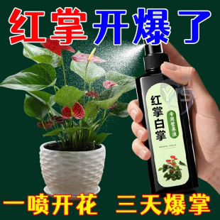 红掌白掌专用营养液促开花延花期壮根助生长抗病害免稀释液体肥料