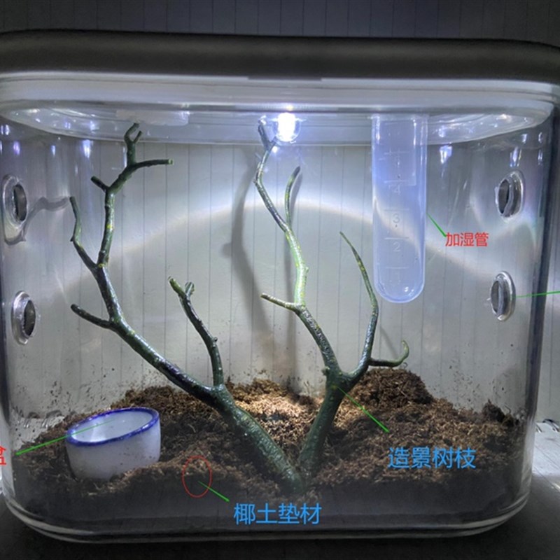【新款】带照明饲养盒蝈蝈罐螳螂竹蛉鸣虫蜘蛛跳蛛甲虫微景观宠物
