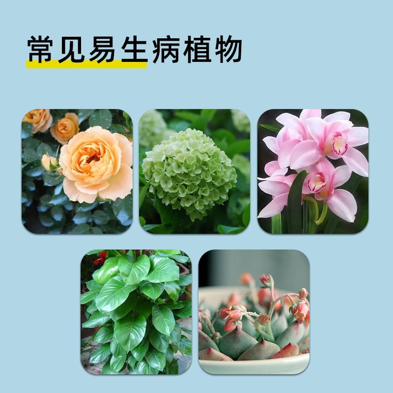 月季病虫害常用药植物杀菌剂白粉病炭疽黑斑枯叶病叶面喷施专用肥