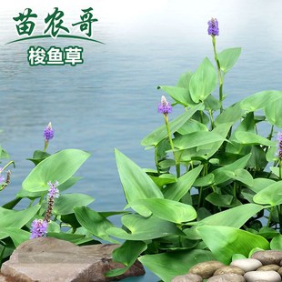 【一件/5棵梭鱼草】梭鱼草庭院水生花卉植物 池塘绿化鱼池植物