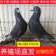 鸽子活体养殖鸽子苗鸽子种鸽信鸽青年鸽子活物鸽子种鸽肉鸽子活物
