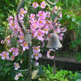 秋牡丹盆栽野棉花庭院陽臺(tái)打破碗碗花苗多年生耐寒熱宿根花卉植物