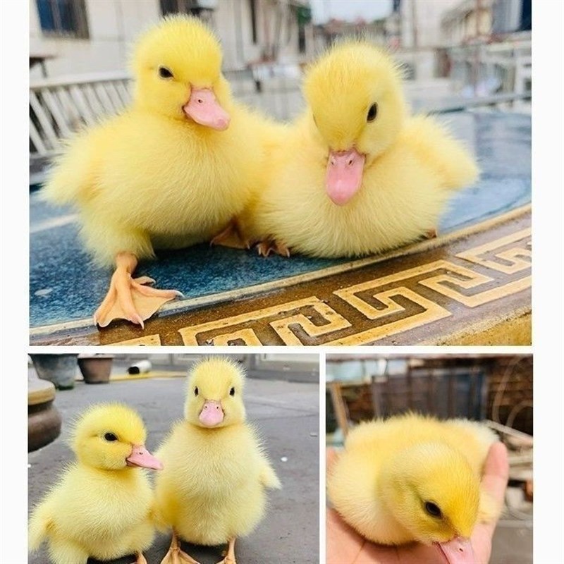 小黄鸭宠物鸭小朋友饲养鸭网红鸭活鸭幼鸭纯黄鸭长不大的鸭子活鸭