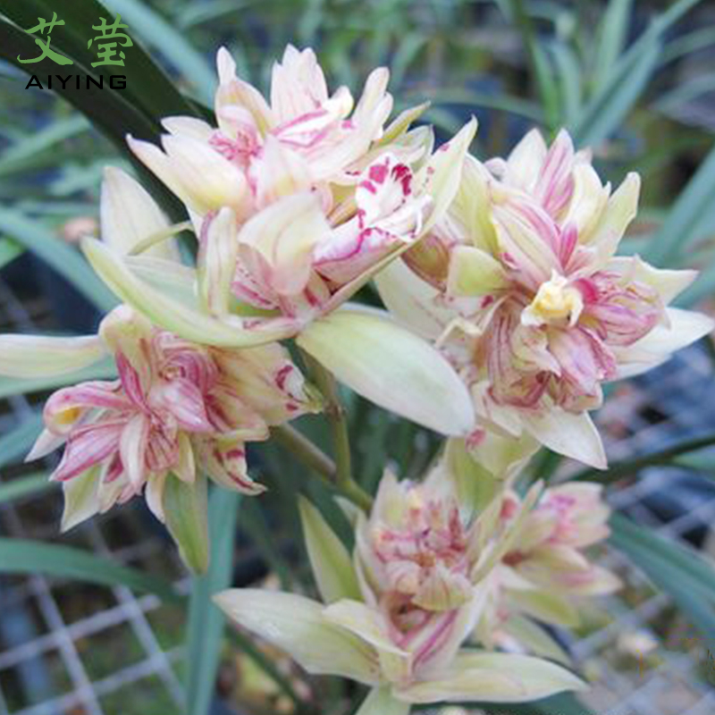 艾莹兰花苗 建兰多瓣奇花有香味的富山奇蝶 现带花苞出售花卉盆栽