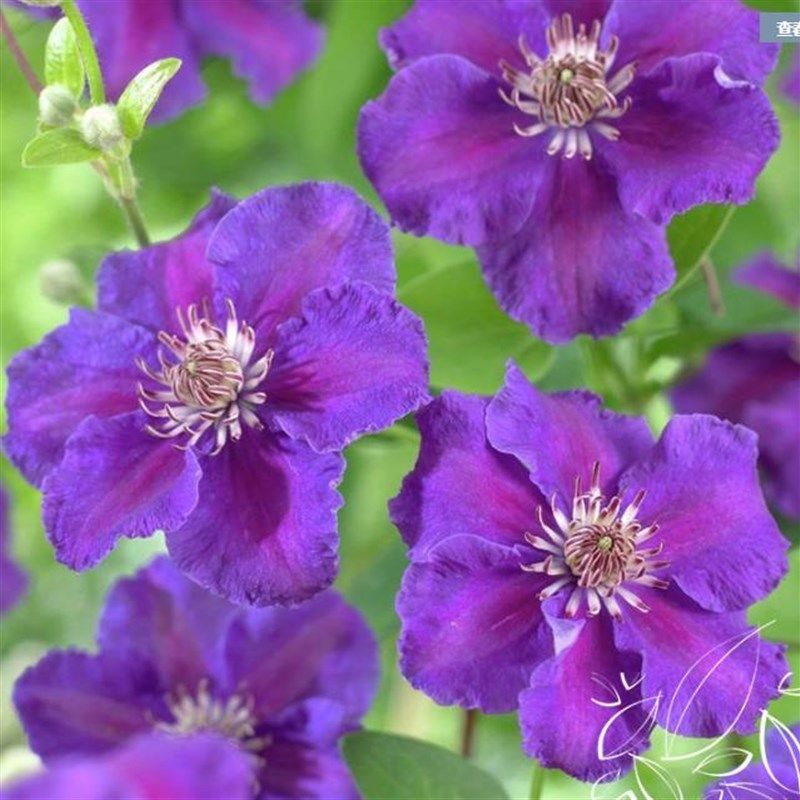 矮生铁线莲重瓣爬藤带花苗攀援庭院花卉盆栽地栽观花植物室内四季