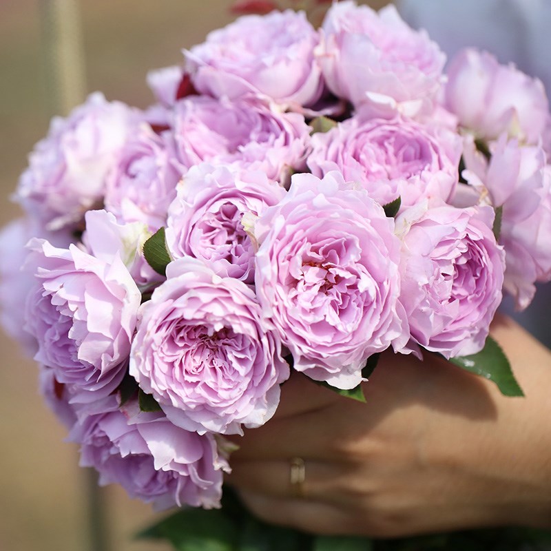 海蒂的花园 浅粉色空蒙月季浓香切花灌木抗病好阳台盆栽花卉植物