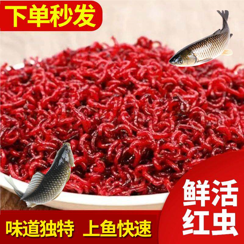 鲜活鱼饵红虫特大号公虫活体活饵喂拉饵鲫鱼野钓饵料钓鱼蚯蚓鱼饵